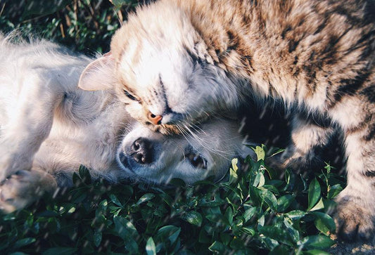5 Ways to Make Sure that Your Senior Pet's Needs are Met