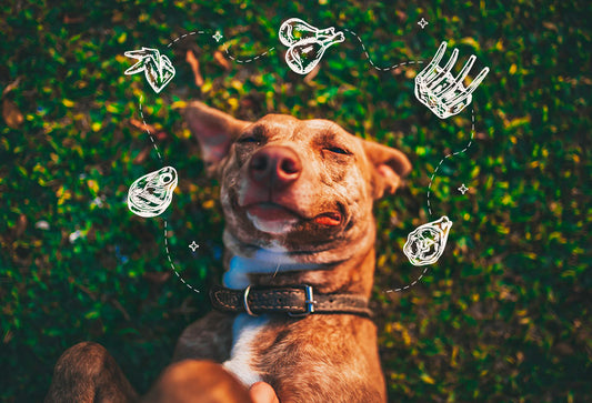 How to Choose the Best Food for Your Dog