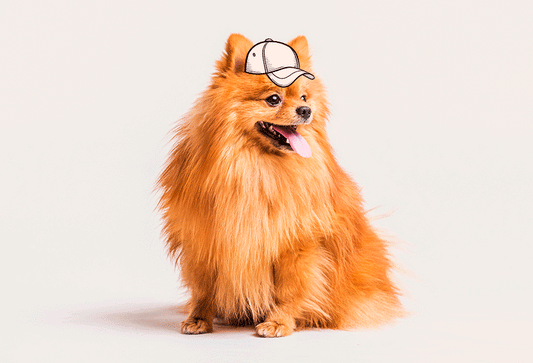 How to Take Care of Long-haired Dogs