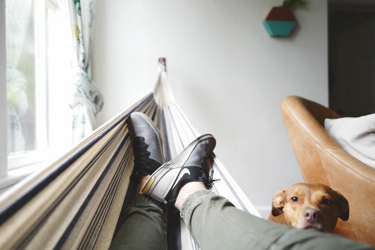 Important Tips When Letting Someone Else Babysit Your Dog