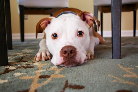 Quick Tips On Calming Your Pet During Festivals