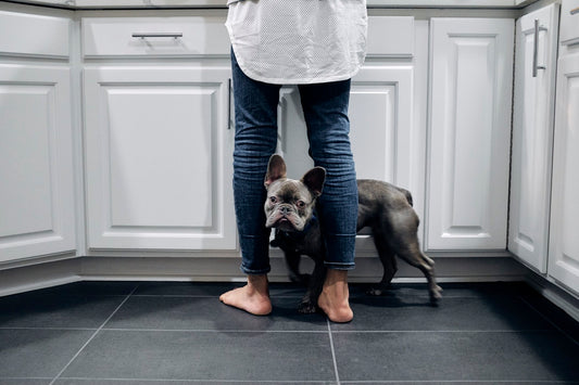 Tips To Keep In Mind When Cooking For Your Dog