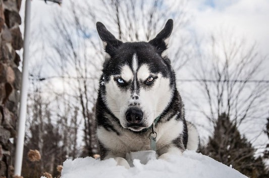 Easy Tips To Stop Your Dog From Attacking Strangers
