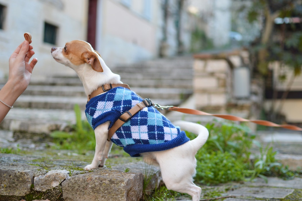 What Goes Into A Balanced Diet For Your Dog?