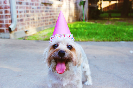 Grooming Tips To Make Your Dog Look Their Best Every Day