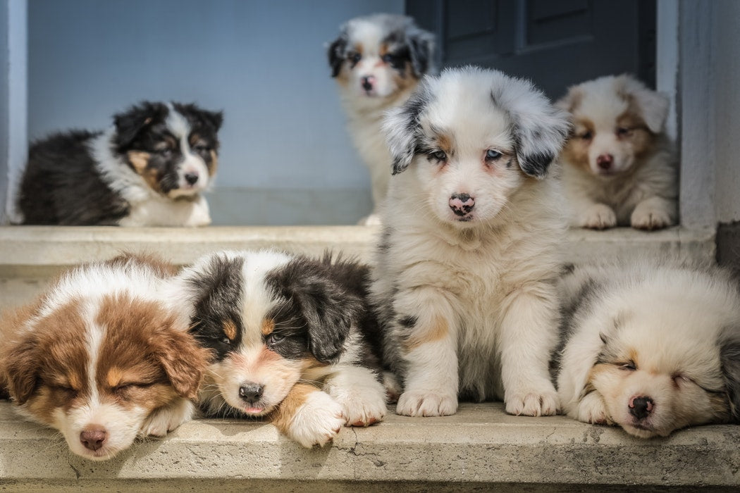 Tips For Choosing The Right Breed of Dog for Your Family