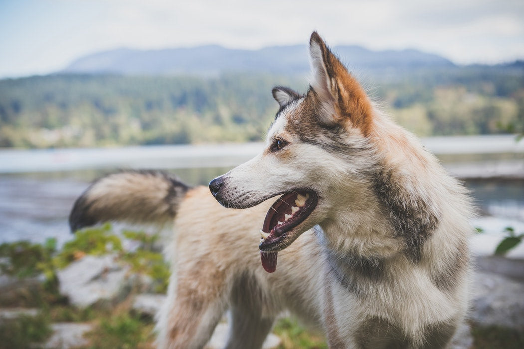 Do You Wonder Why Your Dog Is Drooling A Lot? We Do