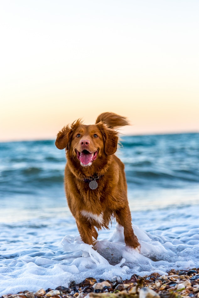 Here’s How You Can Manage Your Easily Excitable Dog
