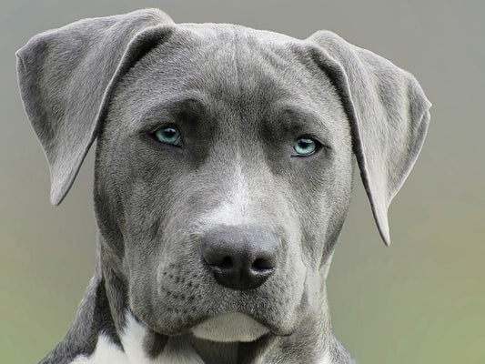 Five Simple Tips To Care For Older Dogs