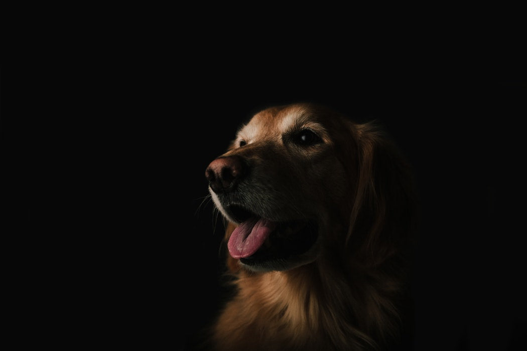 Quick Tips When Caring For Your Pregnant Dog