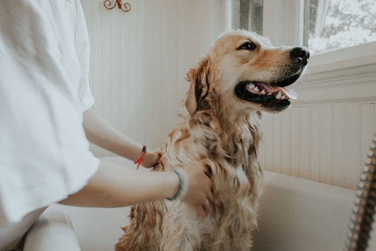 How To Get Your Puppy To Enjoy Their Baths