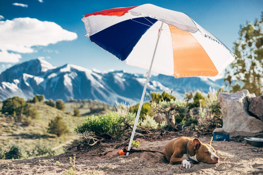 Simple Tips To Protect Your Dog From The Sun This Summer