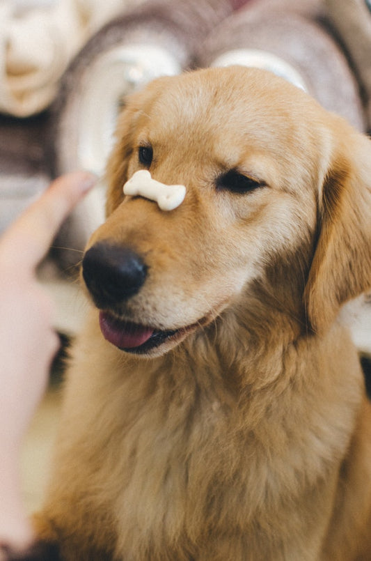 Here’s Why It’s Always A Good Idea To Use Treats When Training Your Dog
