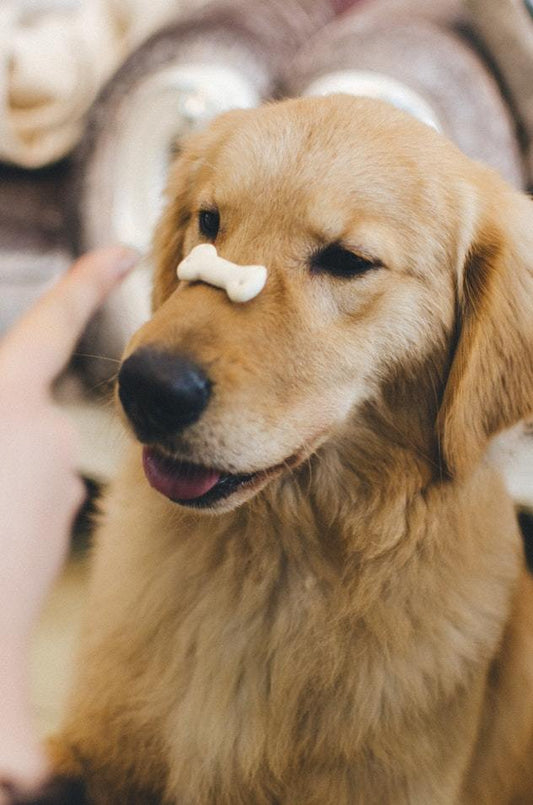 What You Need To Know Before Training Your Puppy