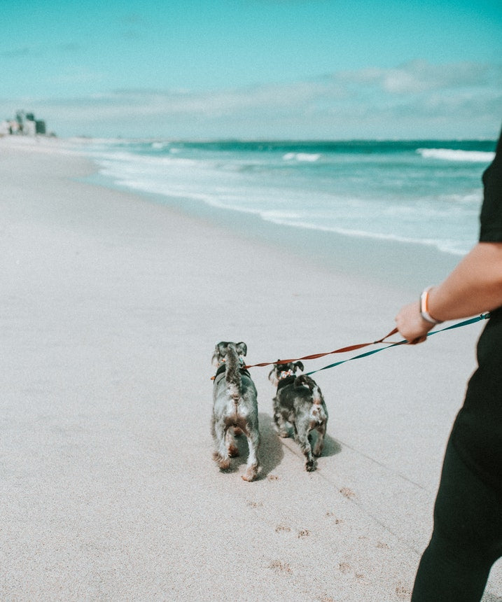 6 Great Tips To Look After Your Furry Friend This Summer