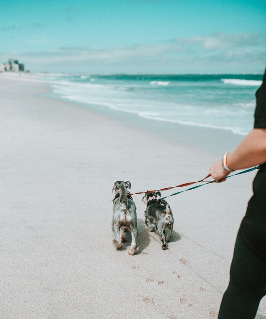 6 Great Tips To Look After Your Furry Friend This Summer