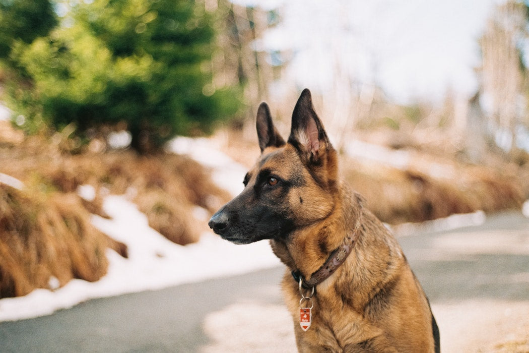Facts About German Shepherds You Need to Know Before Adopting