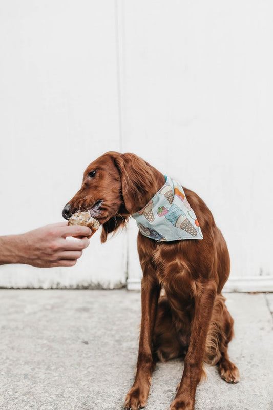 Best Puppy Feeding Tips for New Dog Owners