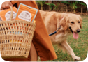 dog image