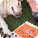 dog image