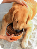 dog image