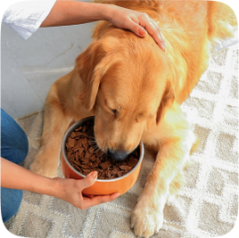 dog image