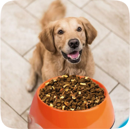 dog image