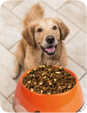 dog image