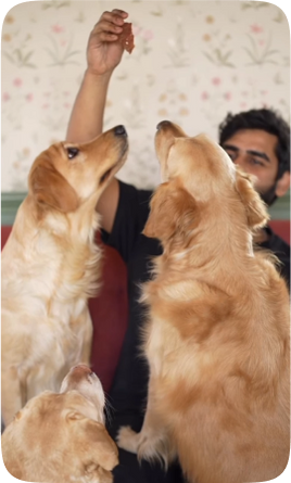 dog image