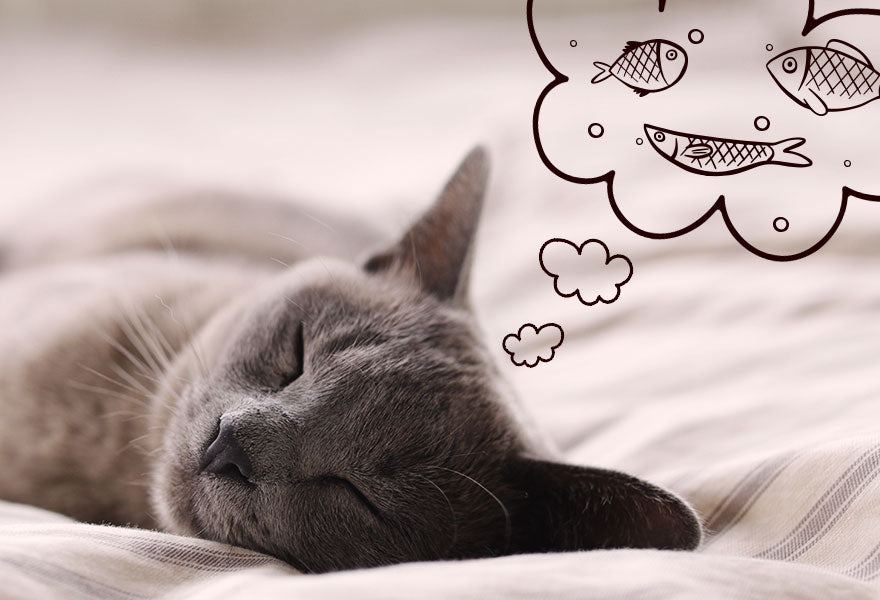 10 Easy Homemade Fishy Treats Your Cat Will Love!
