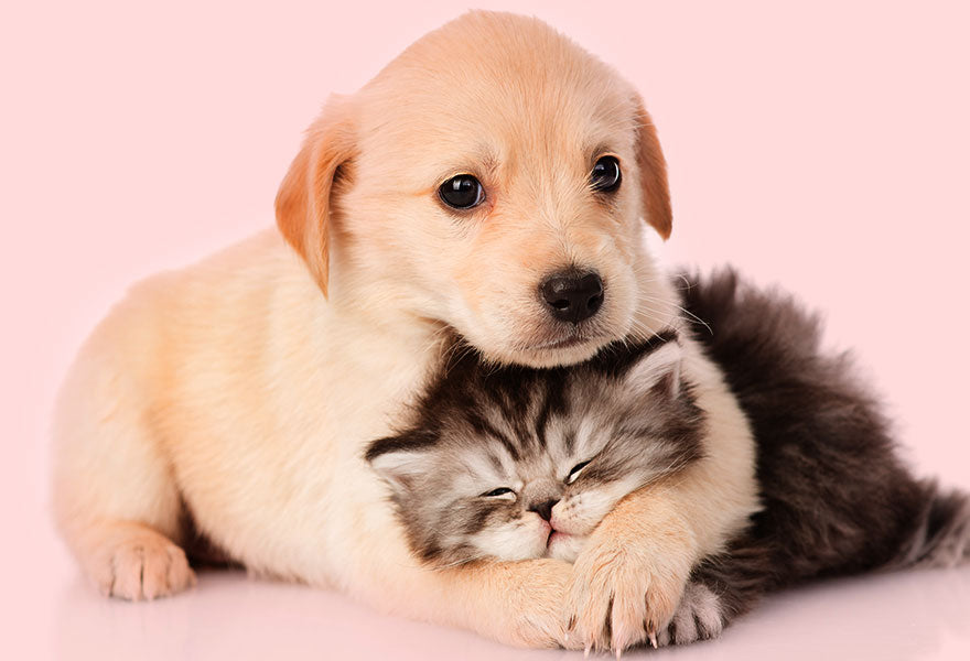Found a Kitten or a Puppy? Here’s What You Can Do