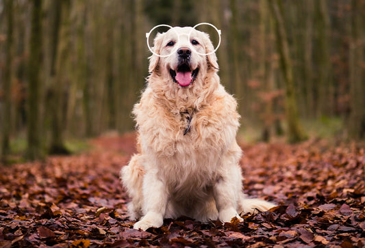 Six Reasons Why Senior Animals Make Great Pets
