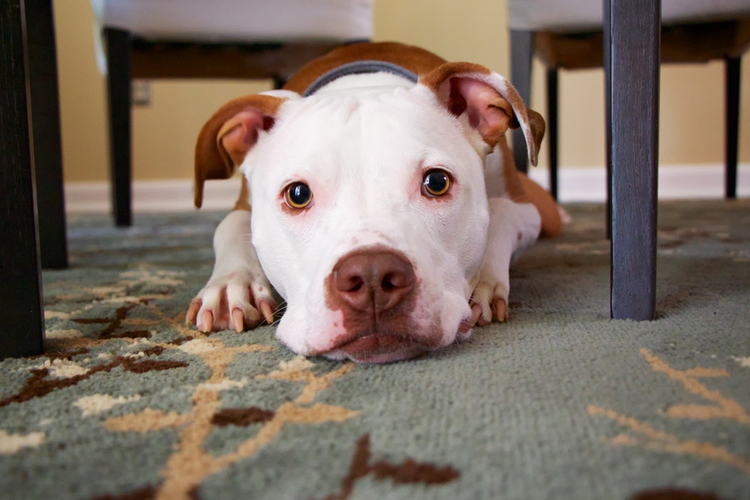 Quick Tips On Calming Your Pet During Festivals