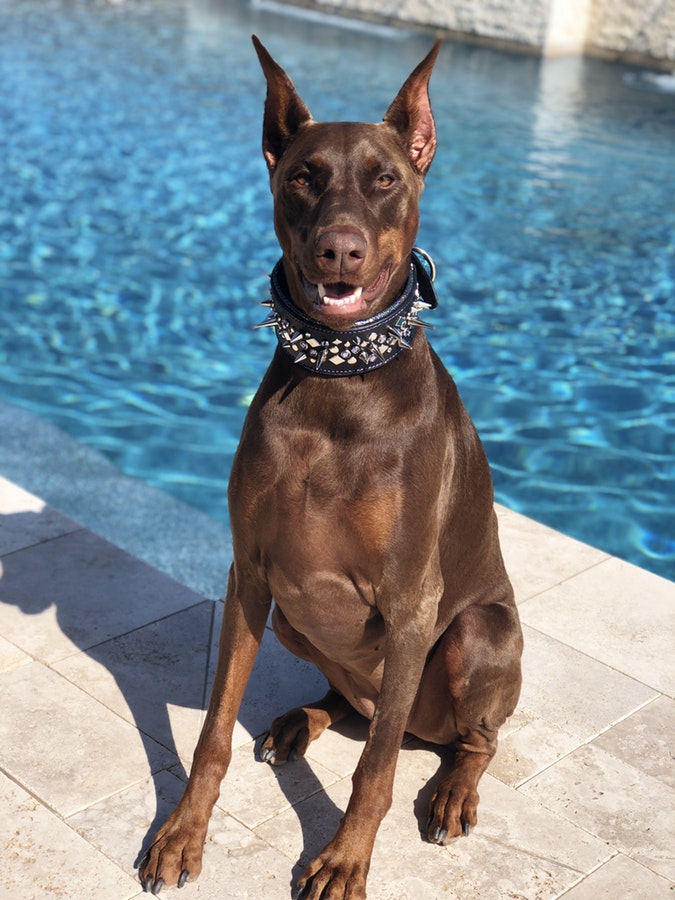 The Best Suitable Breeds For Indian Weather