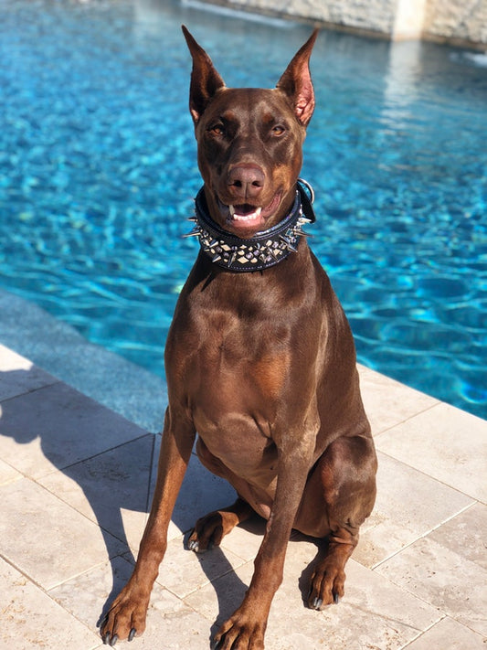 The Best Suitable Breeds For Indian Weather