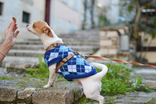What Goes Into A Balanced Diet For Your Dog?