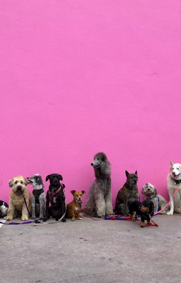 8 Dog Friendly Restaurants in India For You & Your Pooch