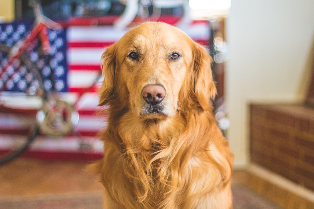 Top 8 Tips to Keep Your Dog’s Coat Glossy and Shiny