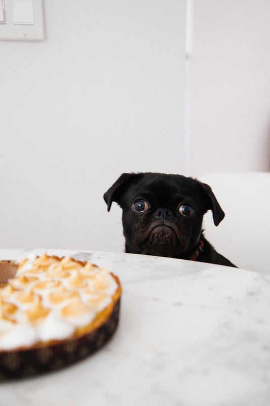 7 Human Foods That You Should Never Feed Your Dogs