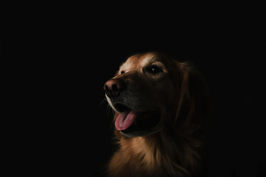 Quick Tips When Caring For Your Pregnant Dog