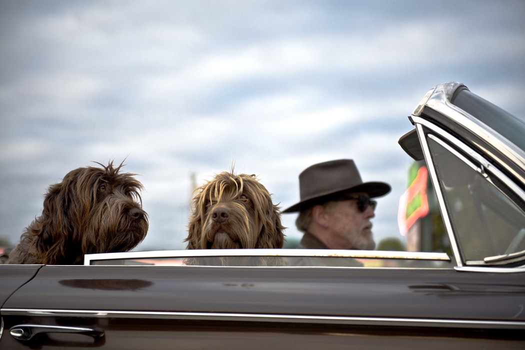 Things You Need To Keep In Mind When Road Tripping With Your Dog