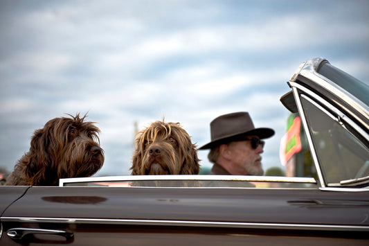 Things You Need To Keep In Mind When Road Tripping With Your Dog
