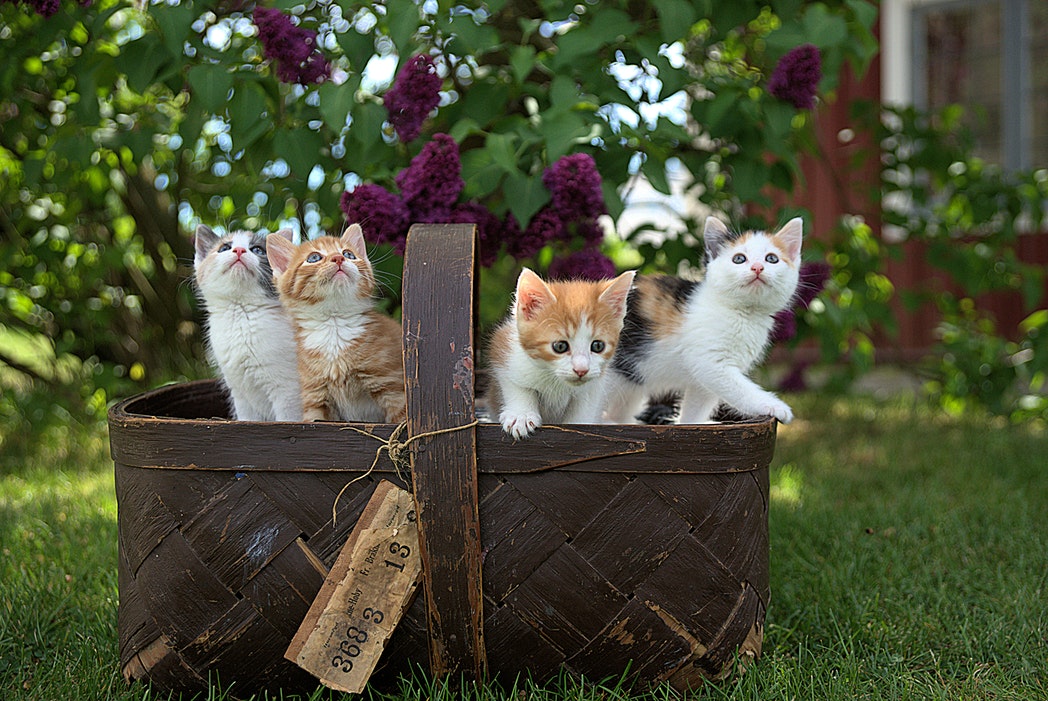 How To Choose The Best Indoor Cat Breed