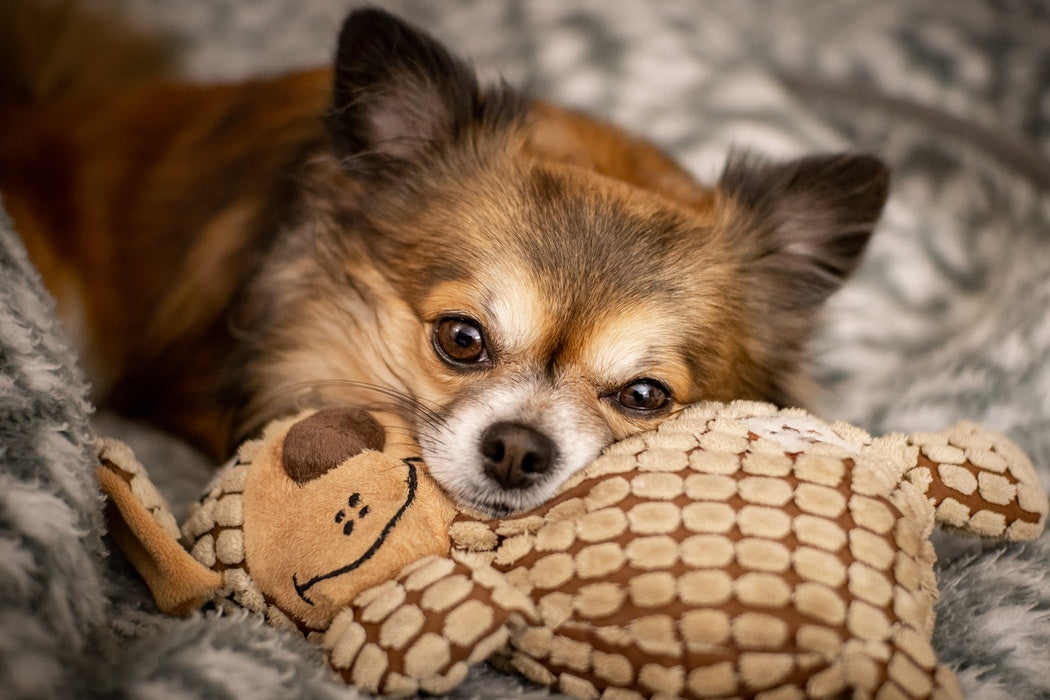 The Basics Of Bringing A New Puppy Into Your Home