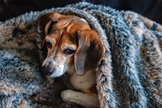 5 Tips For Helping Strays Survive Cold Weather
