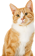 cat image