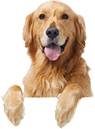 dog image